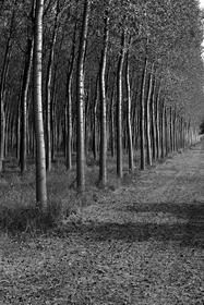 Italy trees 2009 012