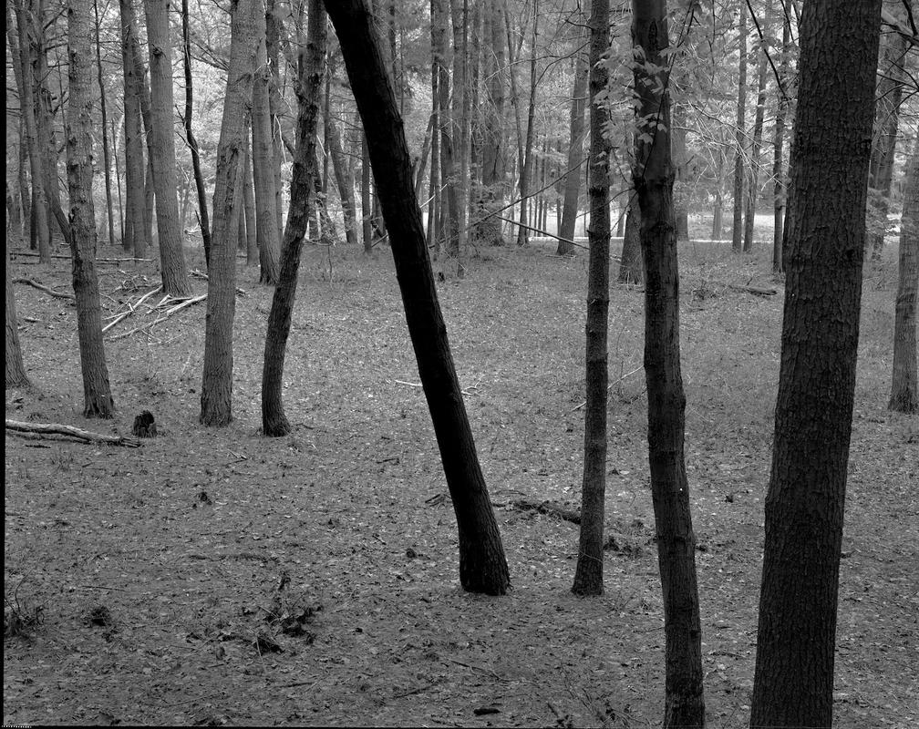 Trees