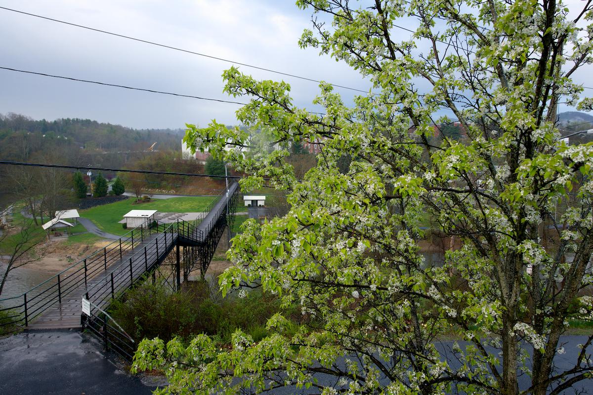 Spruce pine 13 06