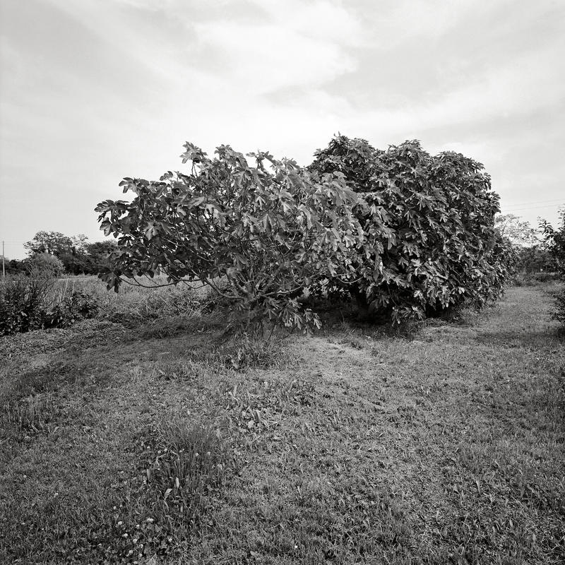 Vignole it 2005 10