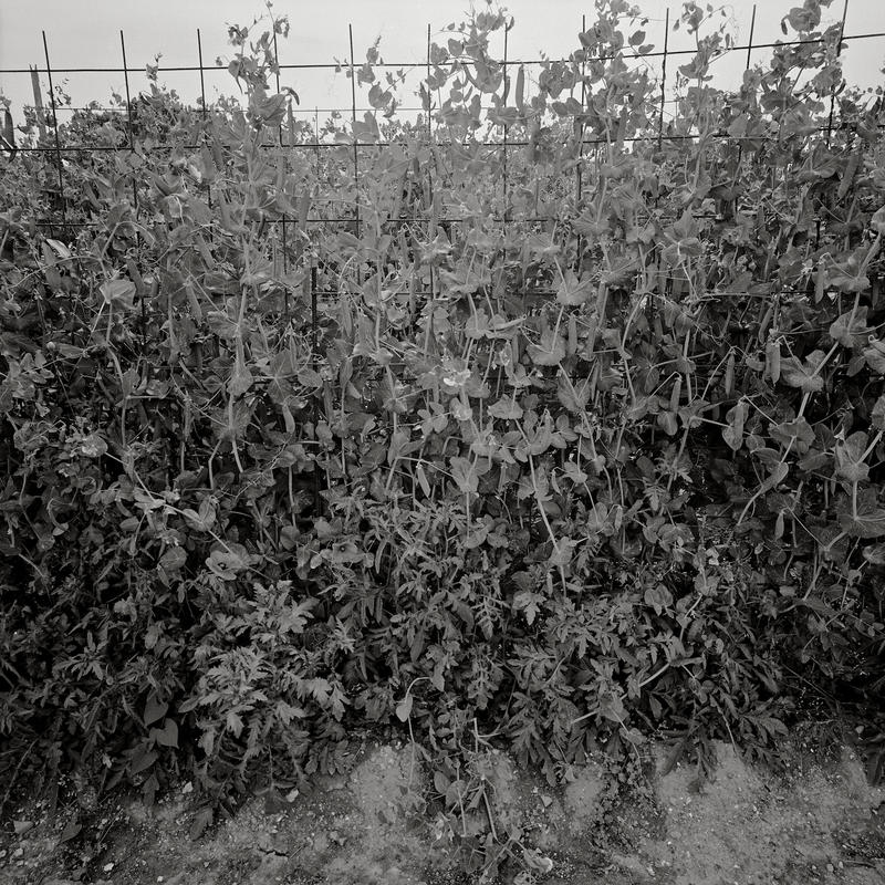 Vignole it 2005 14