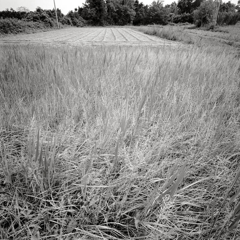 Vignole it 2005 19