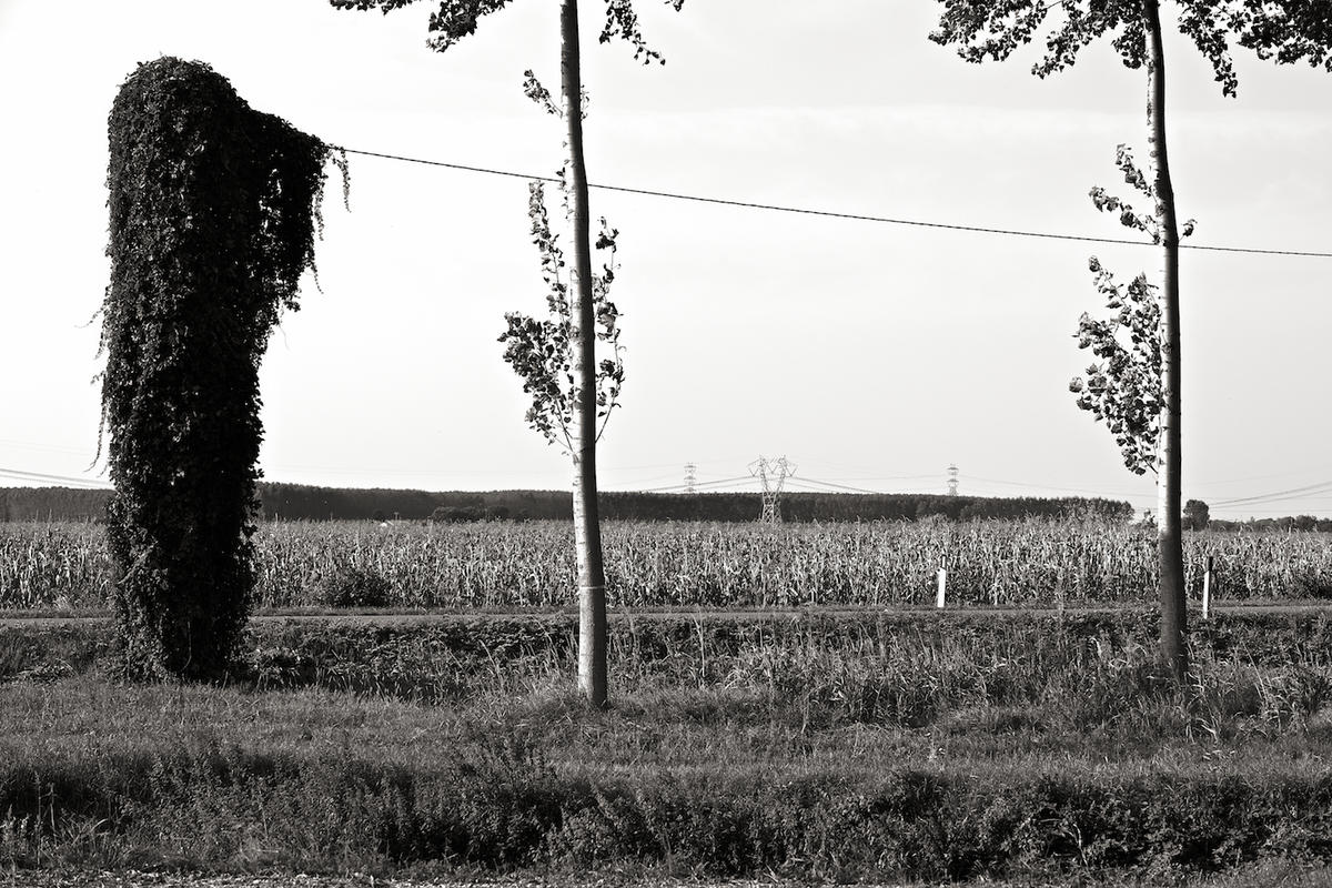 Italy trees 2009 001