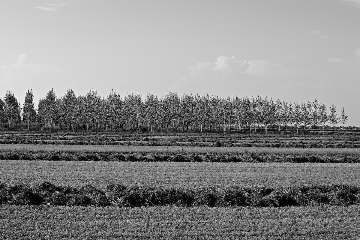 Italy trees 2009 006