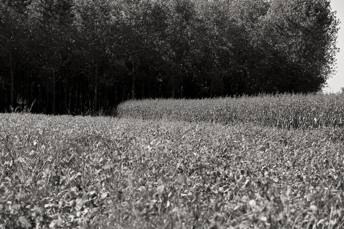 Italy trees 2009 009
