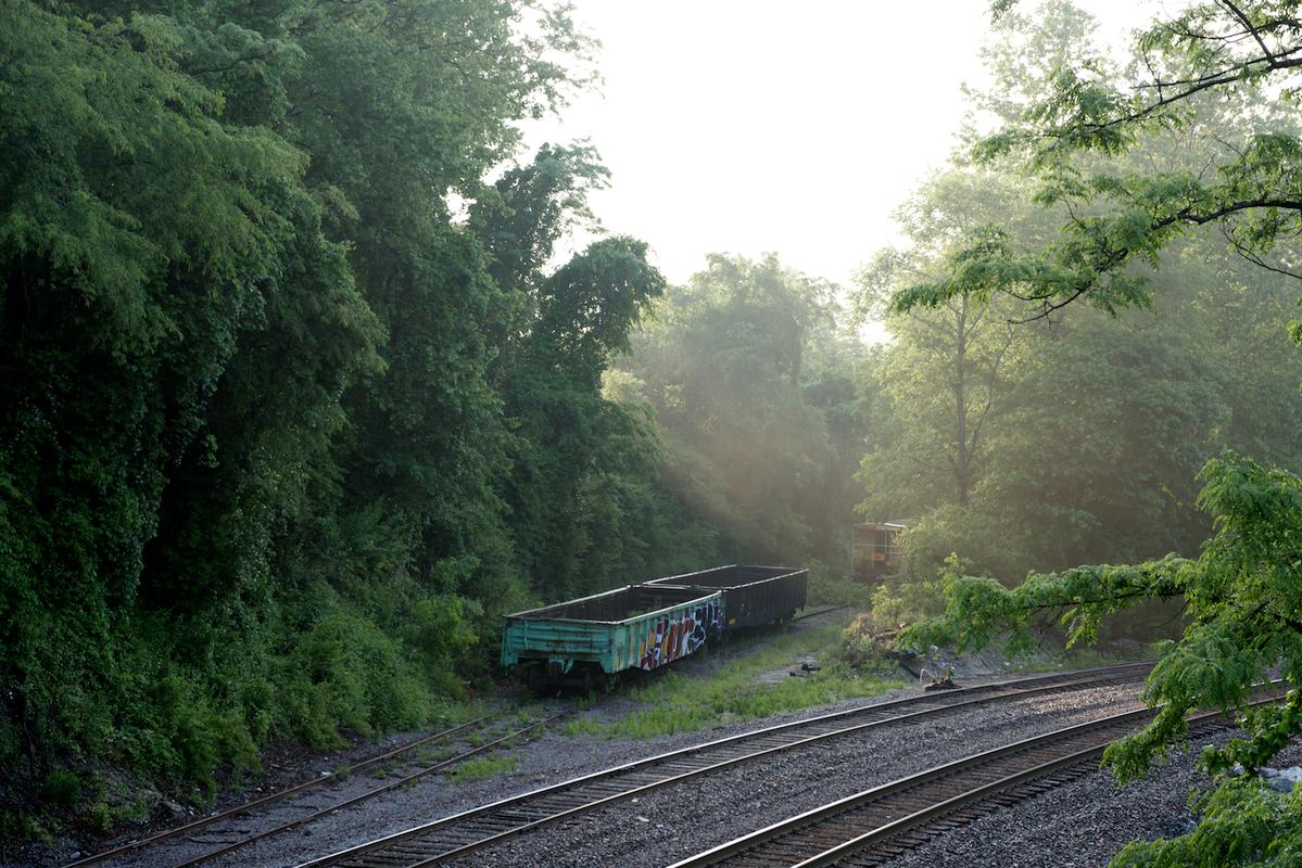 Spruce pine 2014 19