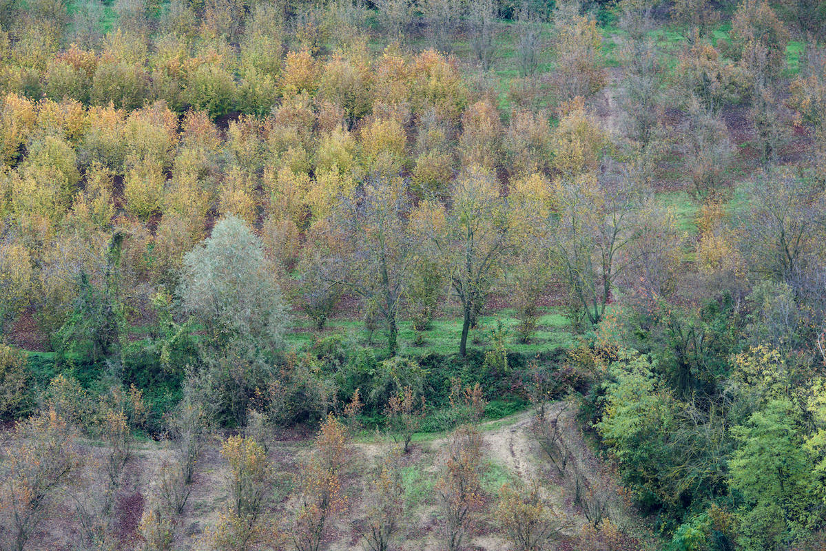 Vineyards 04