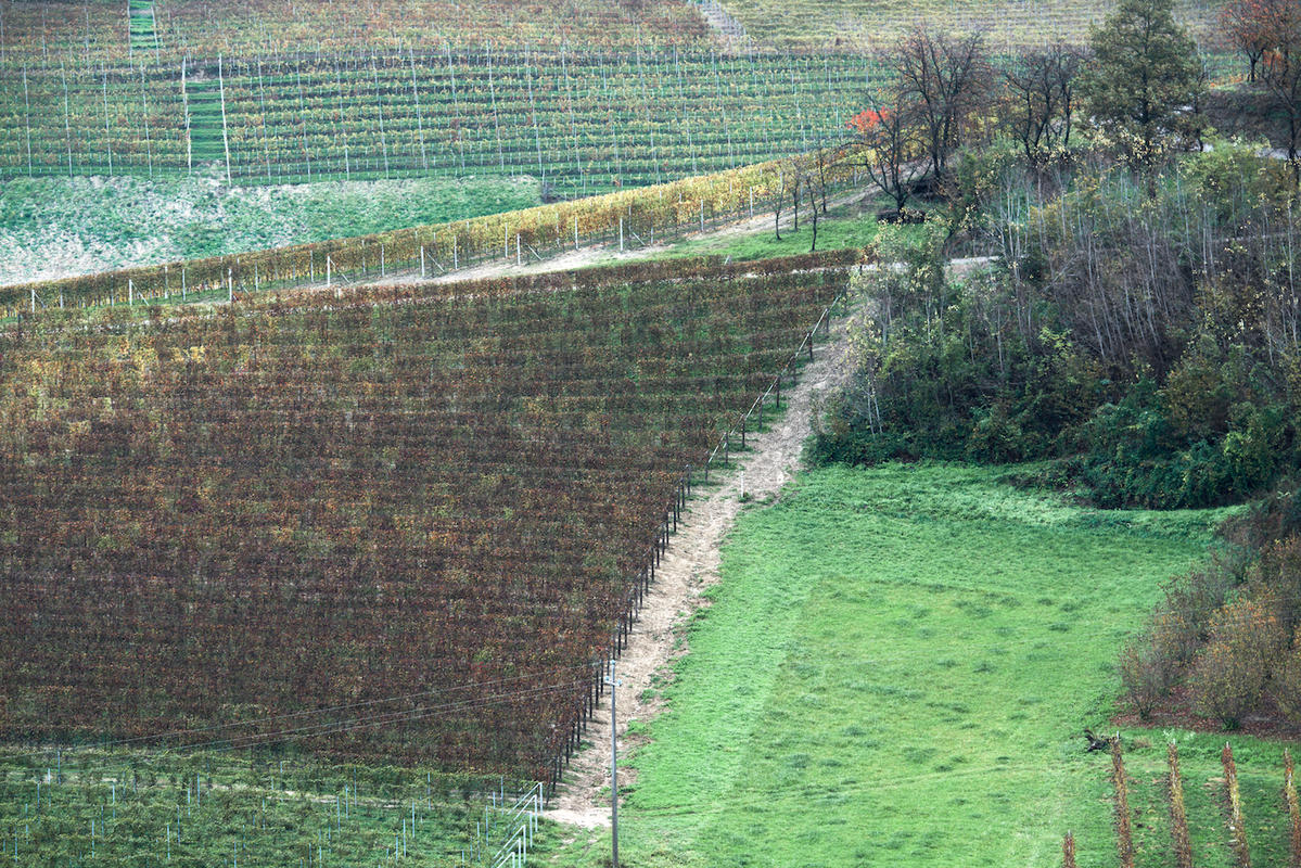 Vineyards 09