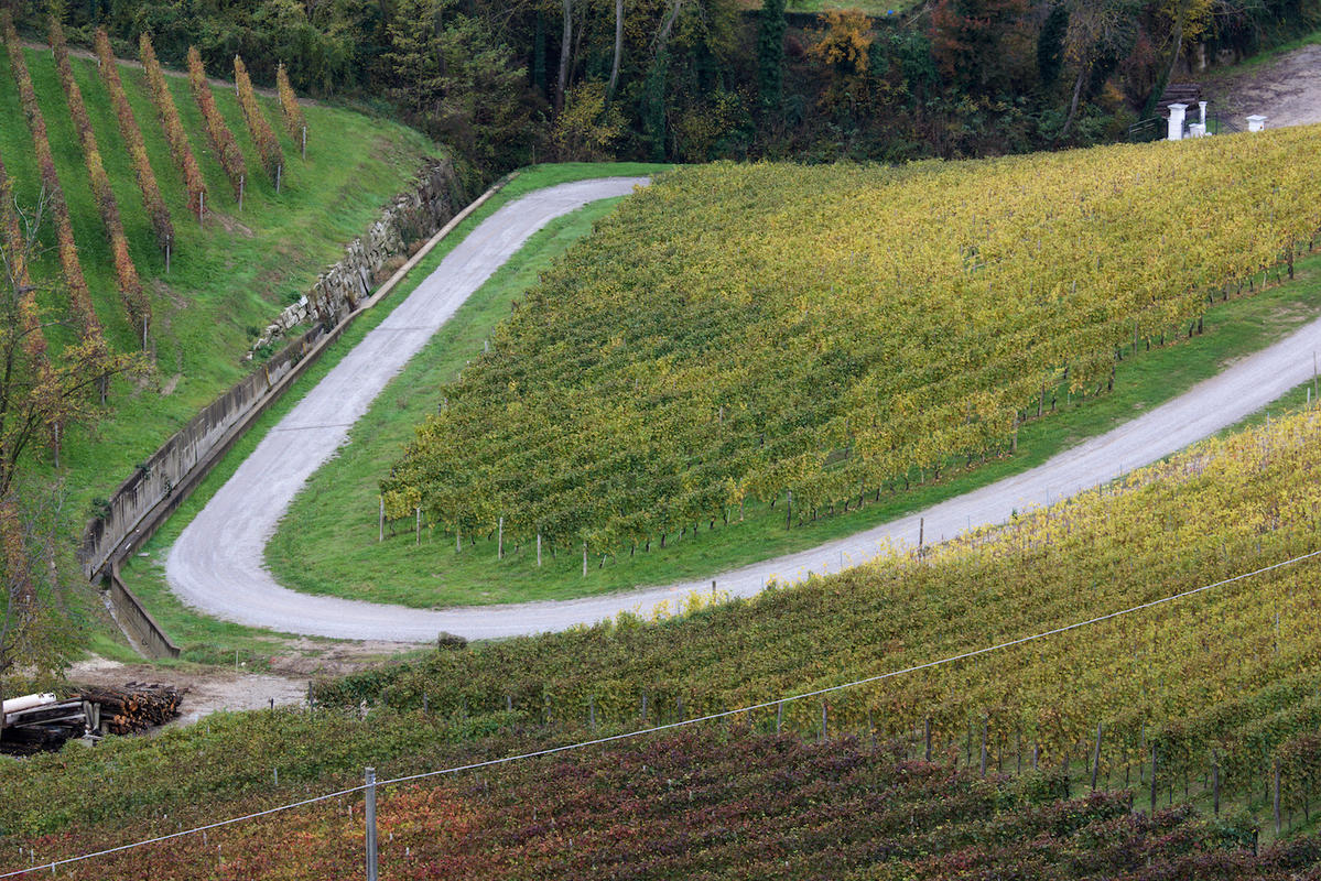 Vineyards 14