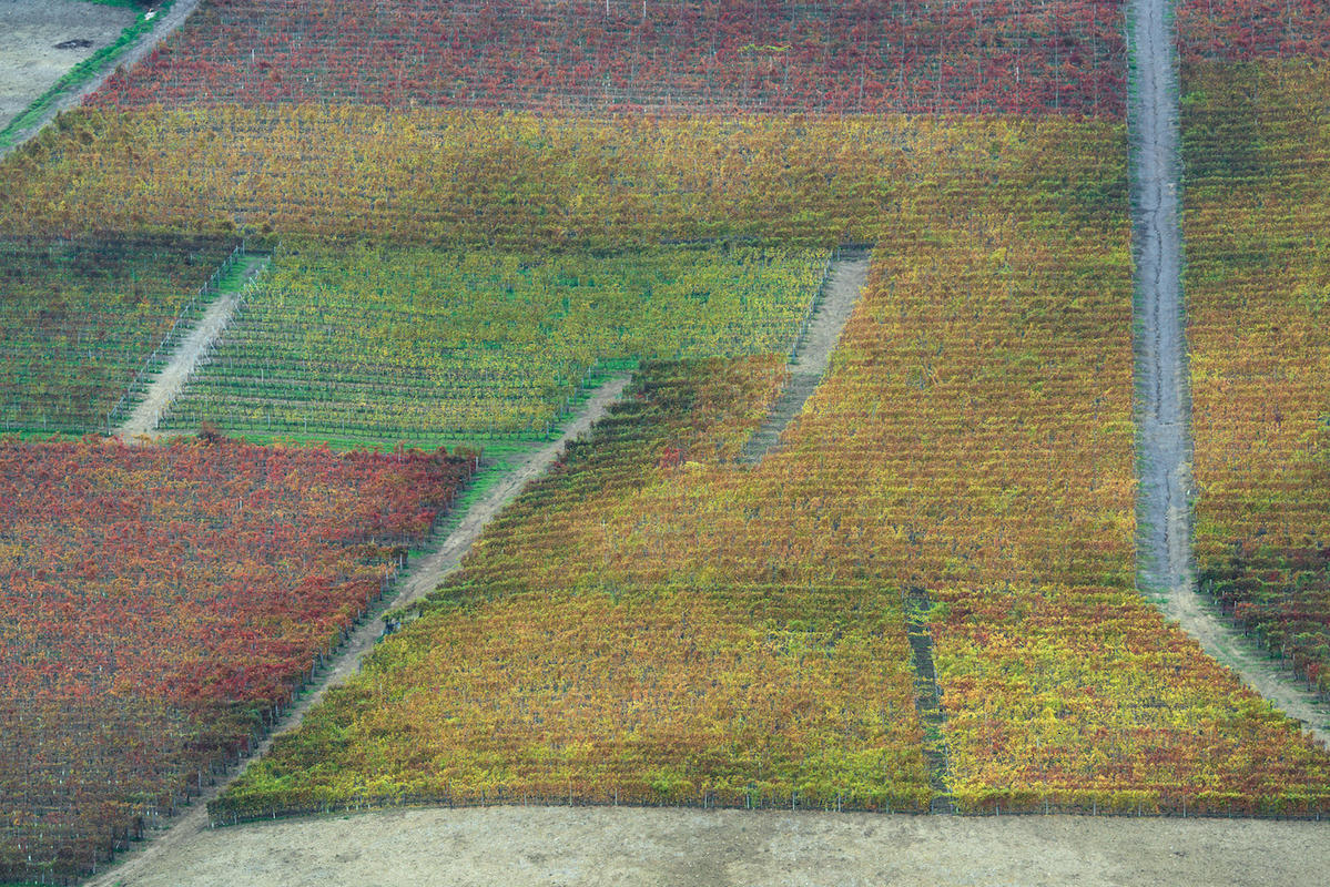 Vineyards 15