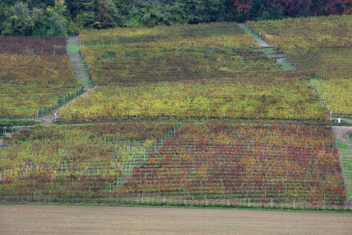 Vineyards 18