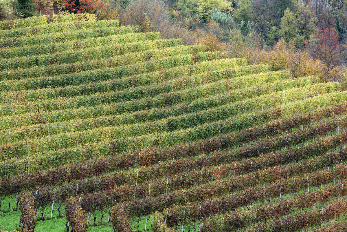 Vineyards 21