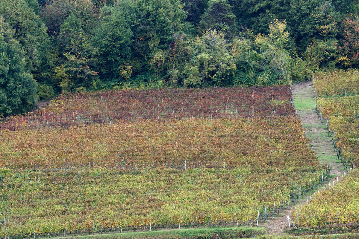 Vineyards 23