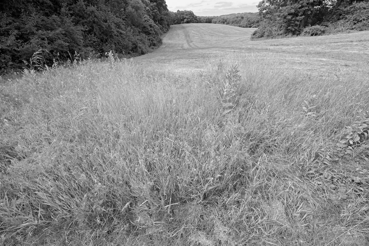 Field 07