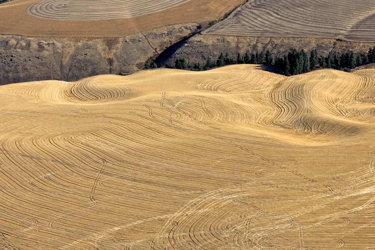 Wheat 2010 neal rantoul 002