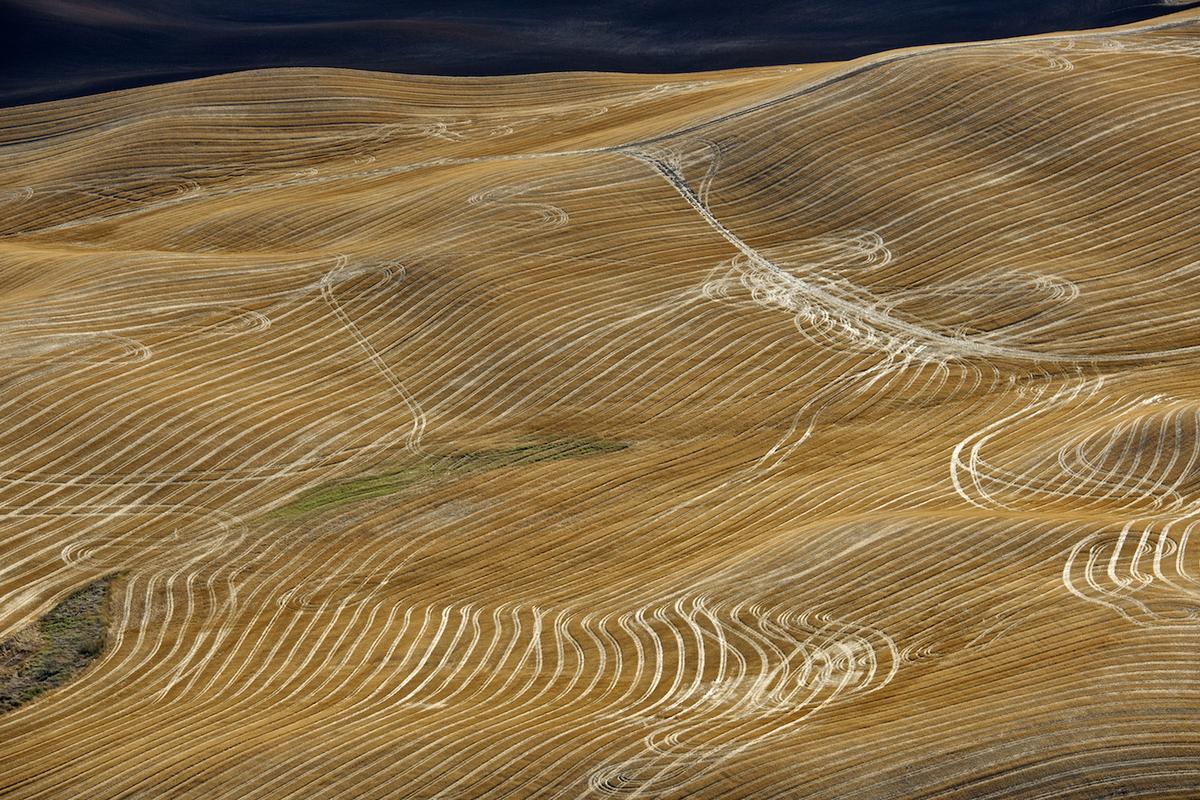 Wheat 2010 neal rantoul 007