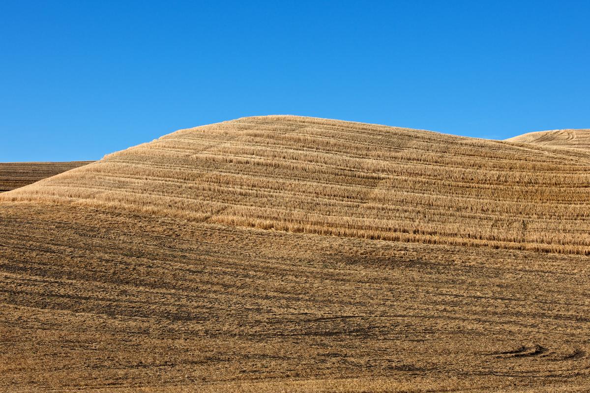 Wheat 2010 neal rantoul 013