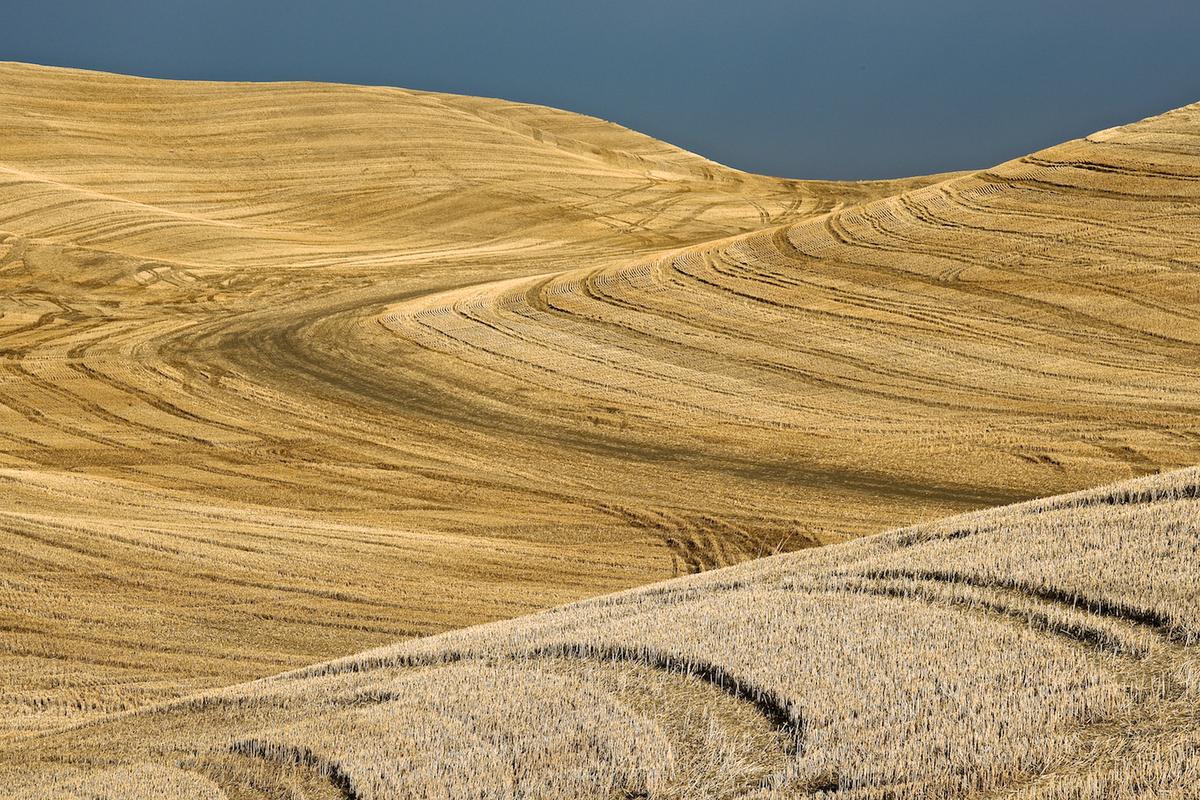 Wheat 2010 neal rantoul 016