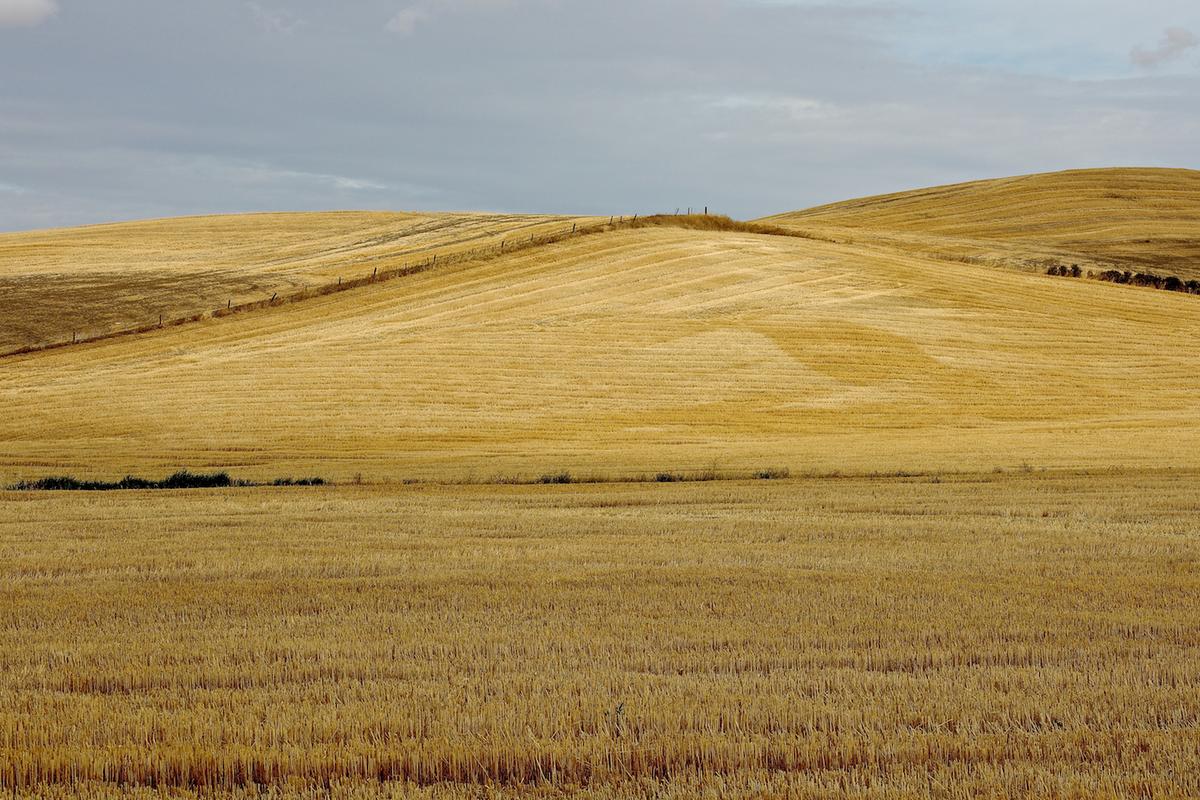 Wheat 2010 neal rantoul 017