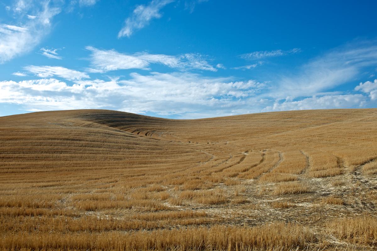 Wheat 2010 neal rantoul 025