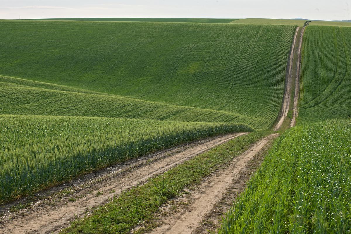 Wheat 2009 gr 02