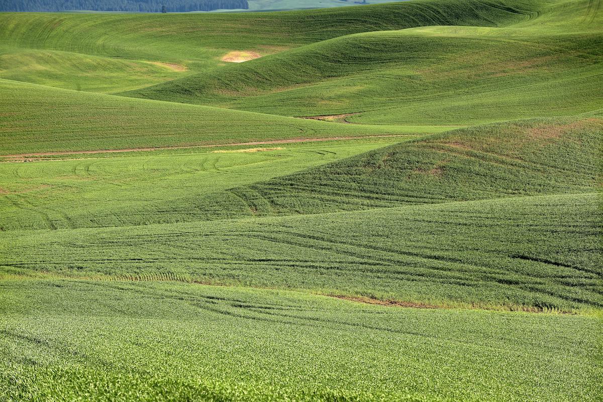 Wheat 2009 gr 08