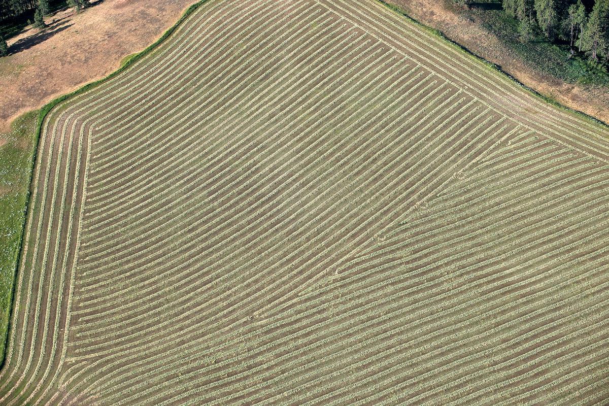 Wheat 2009 gr 15