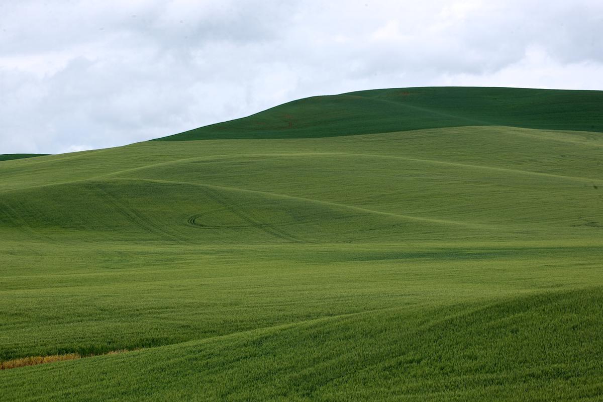 Wheat 2009 gr 16