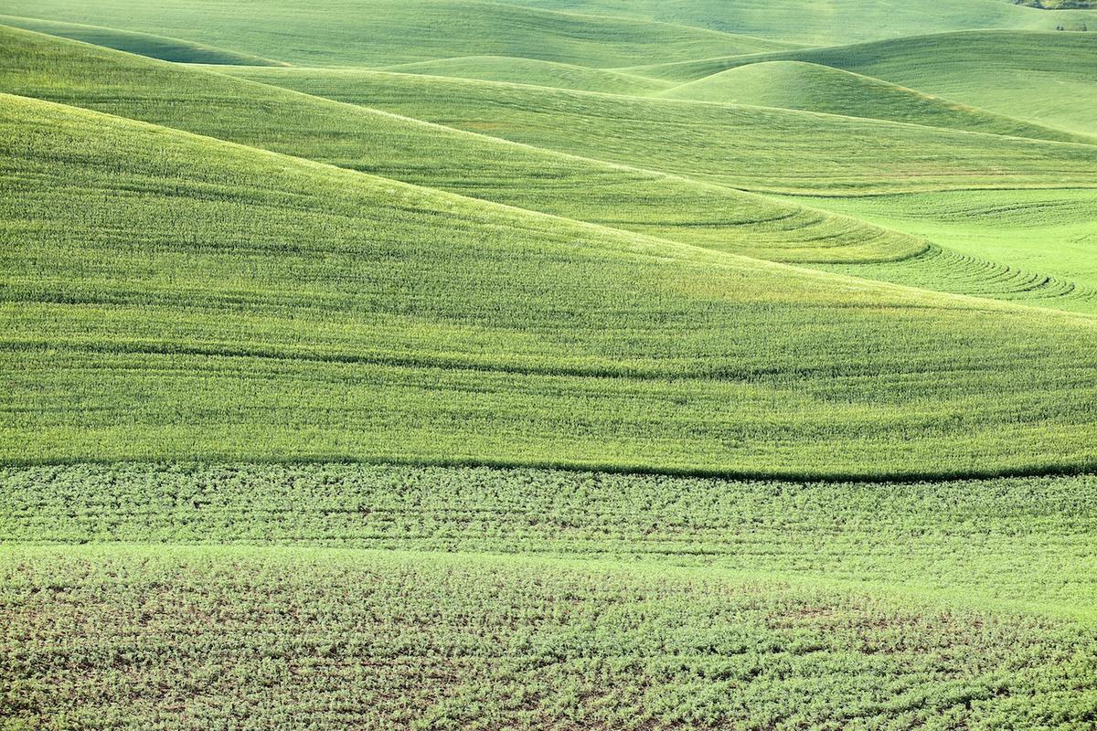 Wheat 2009 gr 26