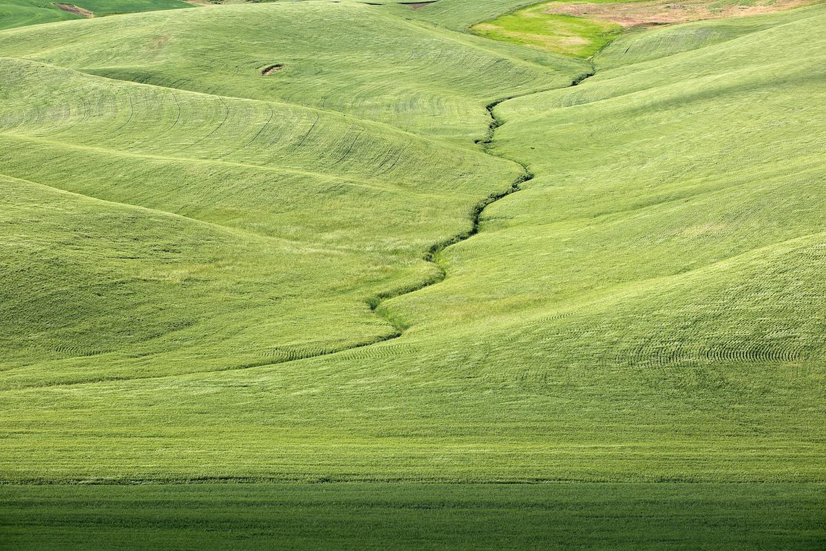 Wheat 2009 gr 28