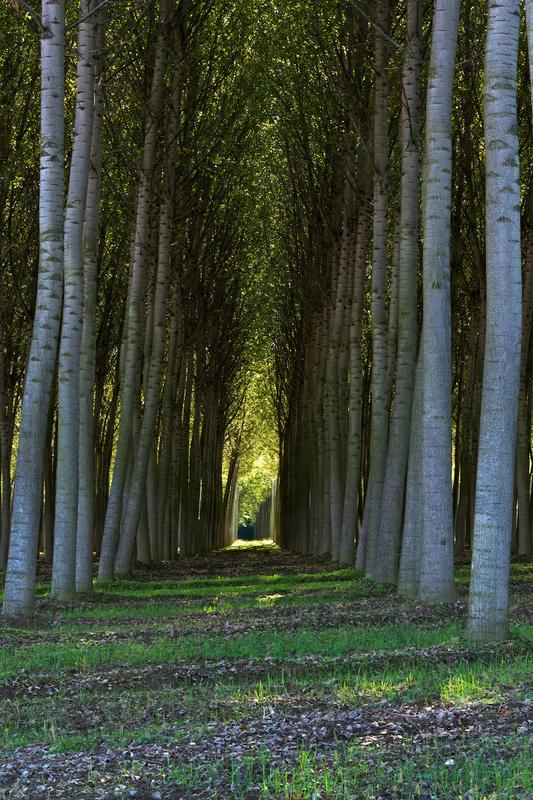 Italy trees 2012 28