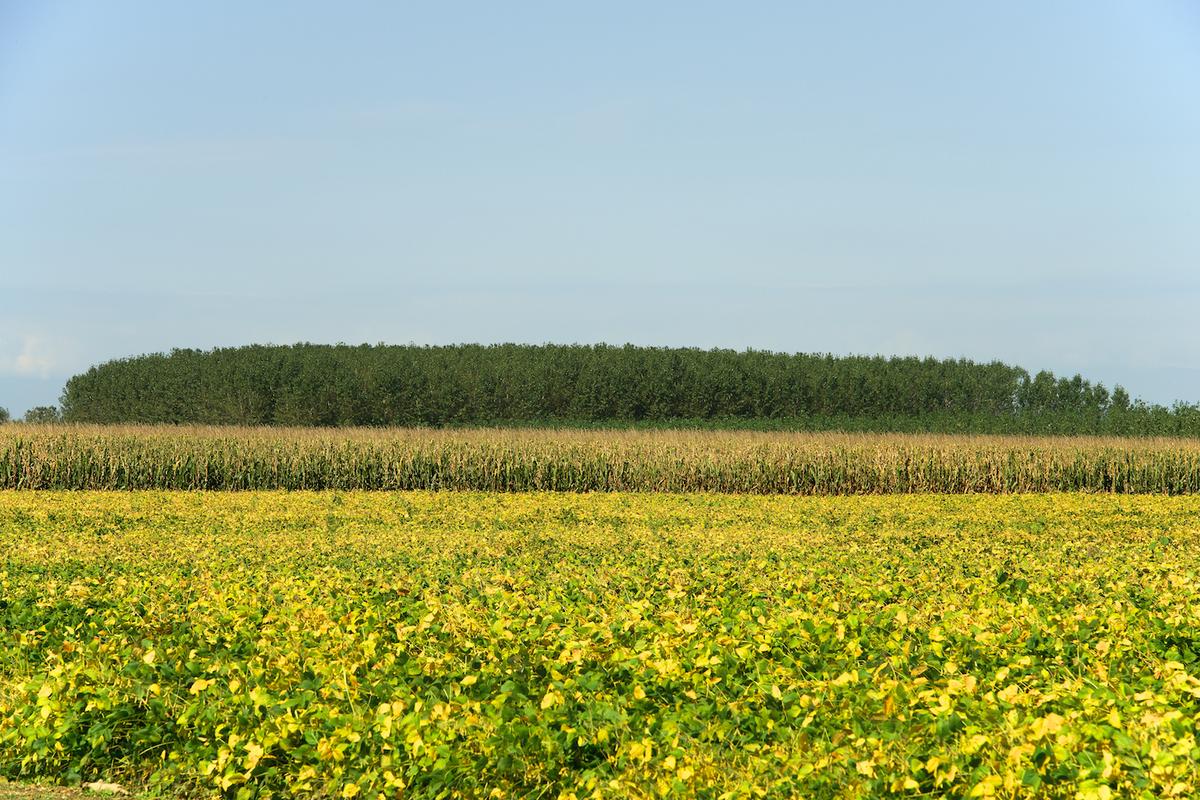 Italy trees 2012 32
