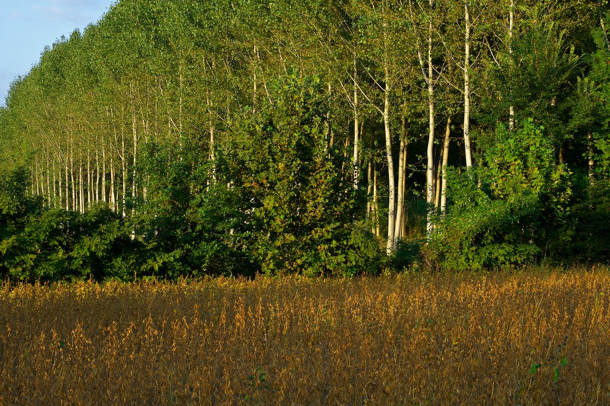 Italy trees 2012 40
